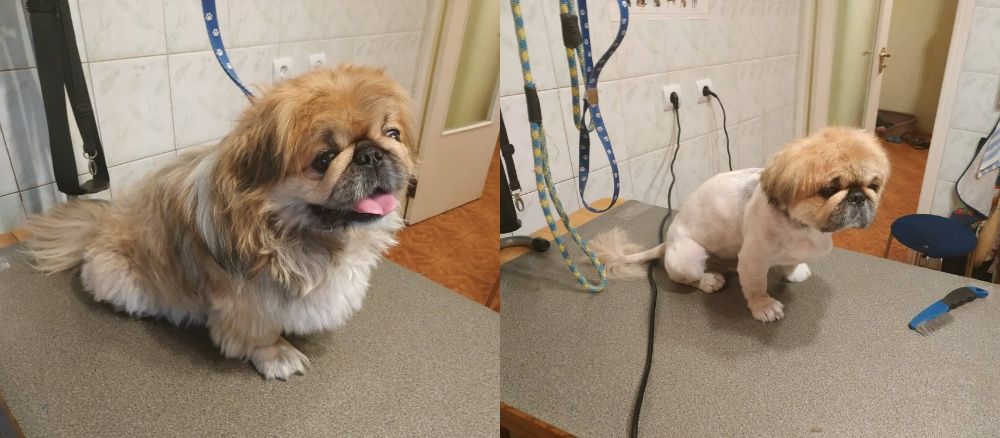 Стрижка собак, котов, животных всех пород, грумер со стажем