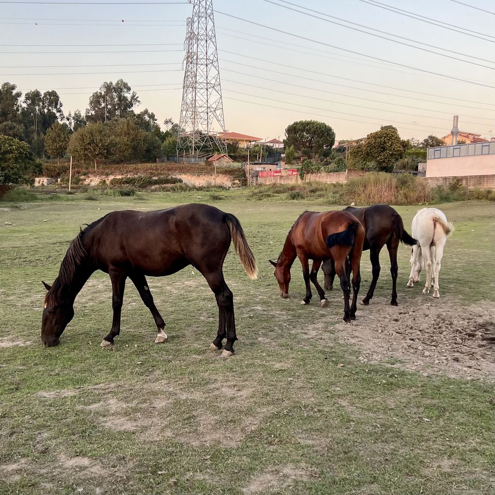 Cavalos Puro-Sangue Lusitano