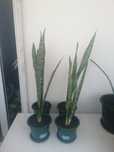 Espada de São Jorge - Planta - Sansevieria Trifasciata