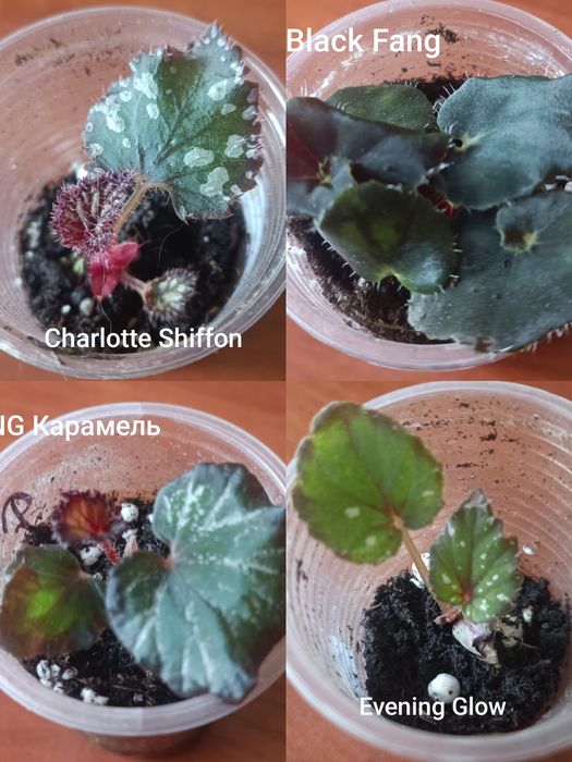 Набір.Бегонії декоративно листяні.