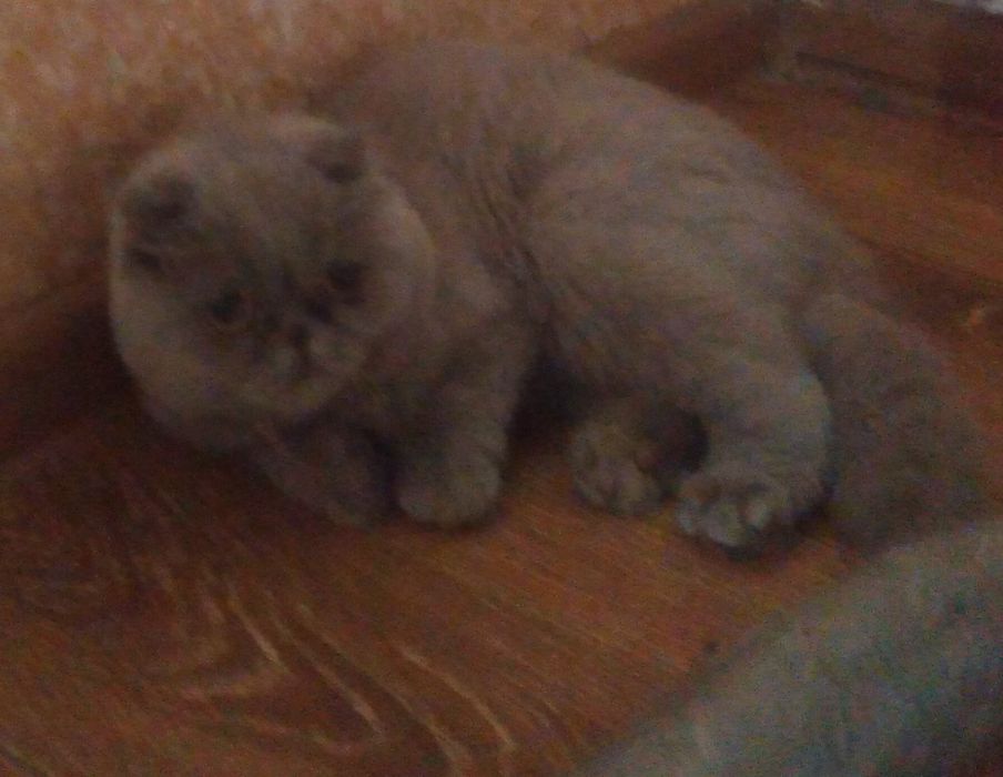 Шотланський веслоухий кіт