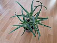 Aloes leczniczy .