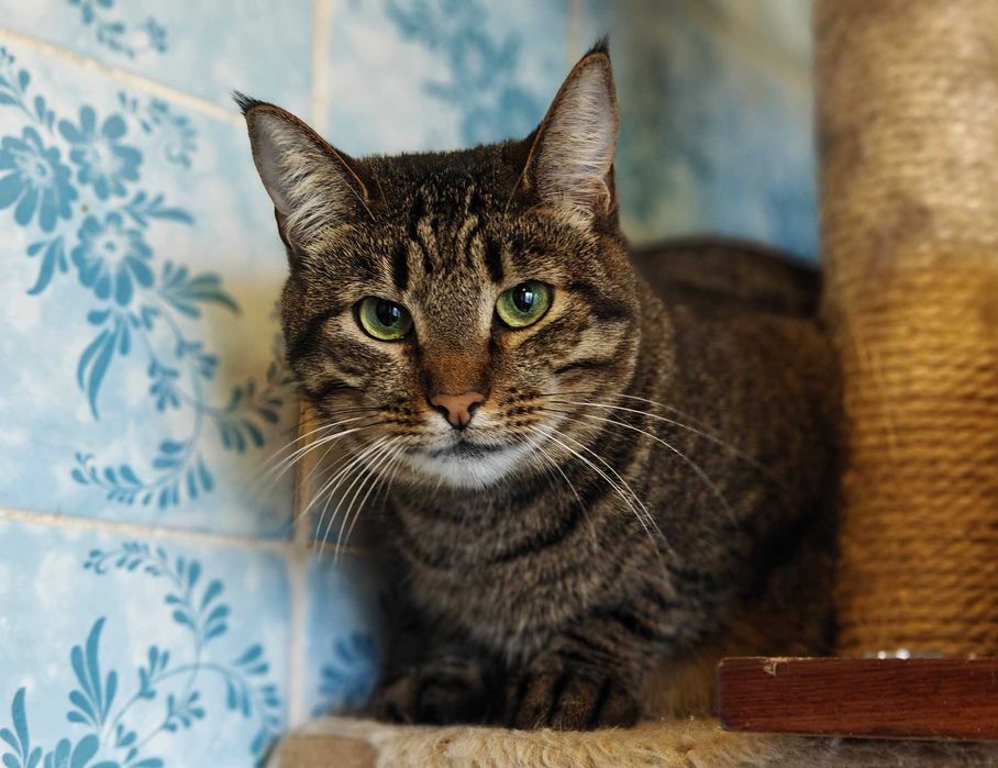 Мила зеленоока Руна шукає дім і любляче серце! кішка кошка кіт кошеня