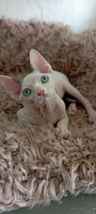 Котенок канадский сфинкс