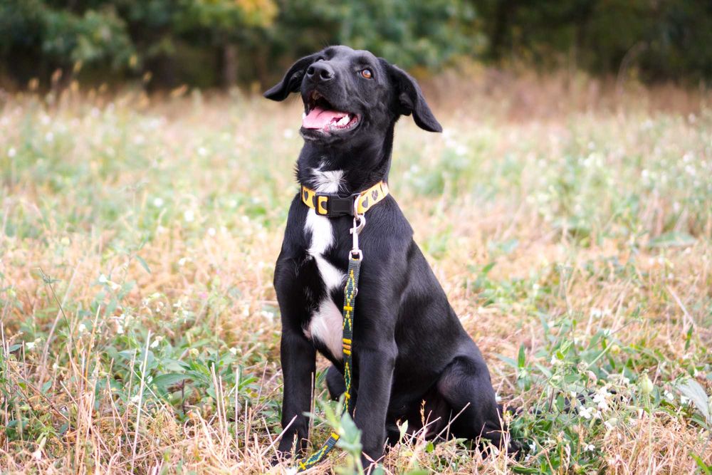 1,5 roczna Kamala szuka domu!