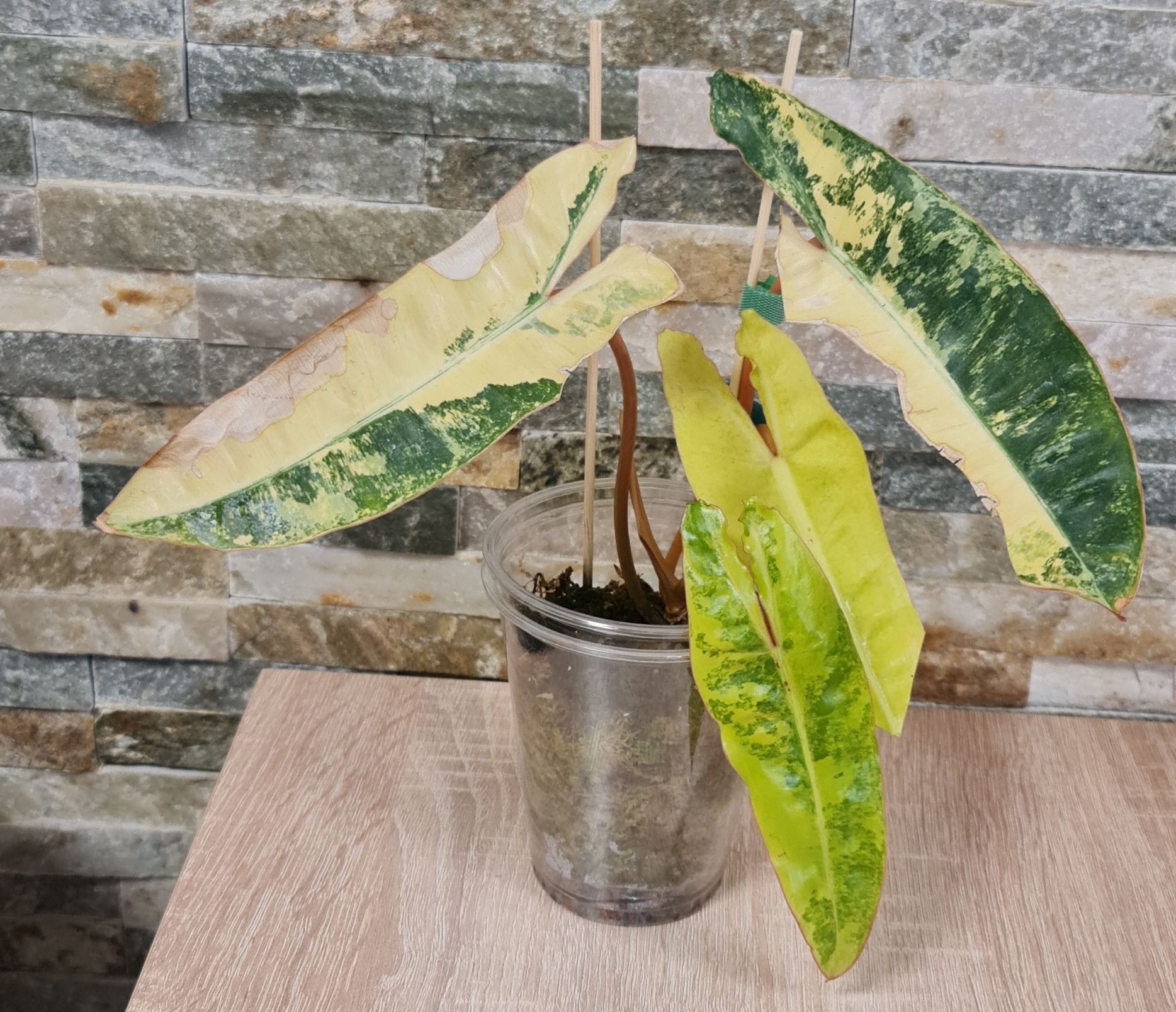 Philodendron Billietiae variegata,4 liście