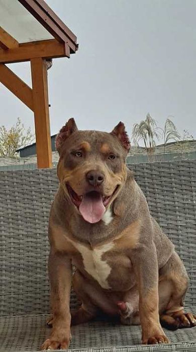 american bully xl piesek 6 miesięcy super pochodzenie