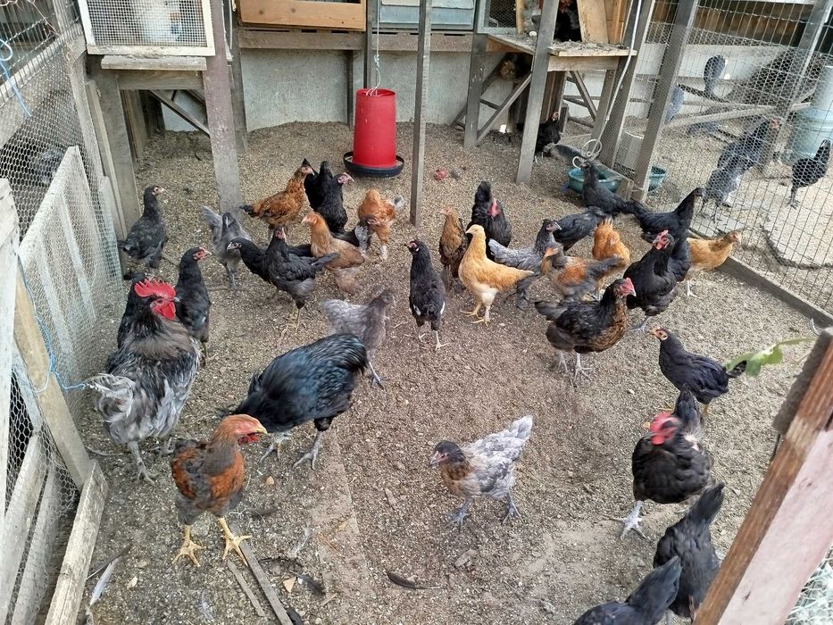 Frangos Galos galinhas Ovos Galados Patos e Fracas Ovos Galados