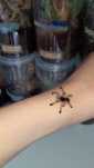Avicularia juruensis M2 'peru purple' l1