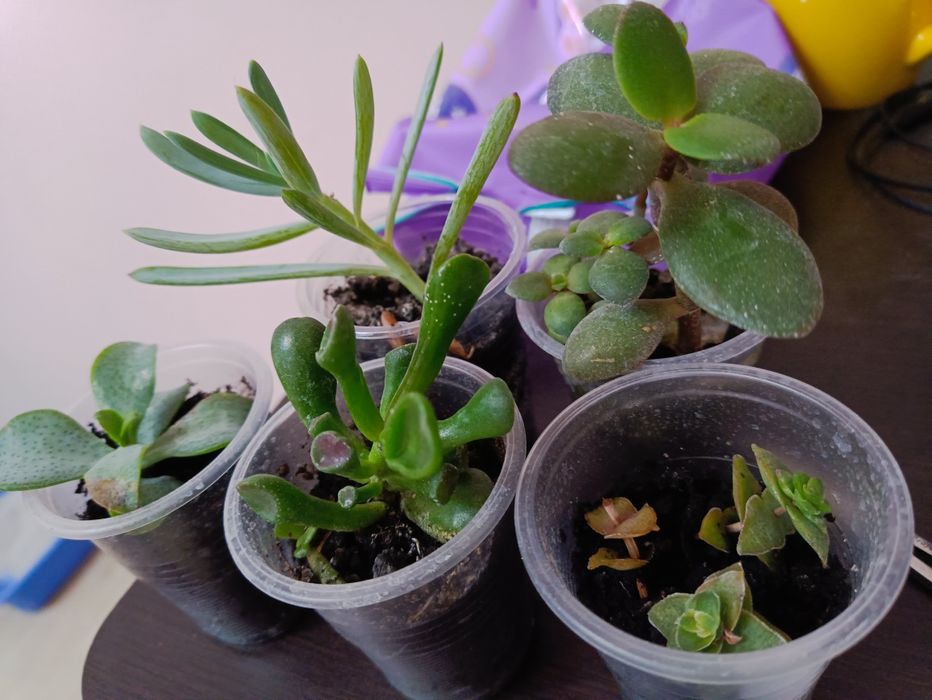 Крассула очисток