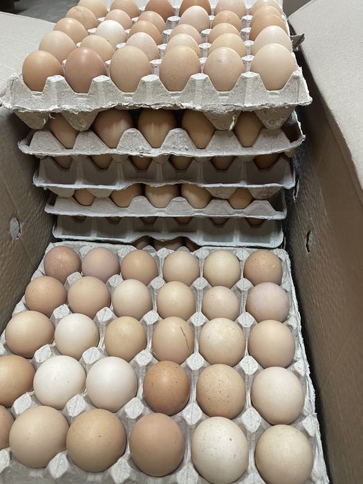 Яйцо столовое крем домашние