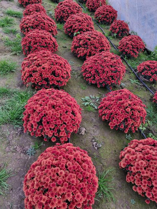 Chryzantemy doniczkowe drobnokwiatowe Producent transport