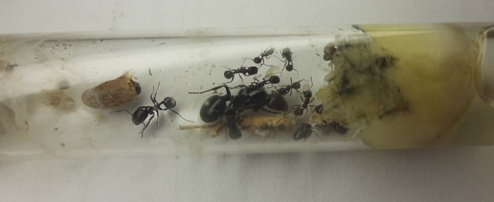 Messor barbarus kolonia 5- 10 robotnic + potomstwo + zestaw pokarmowy