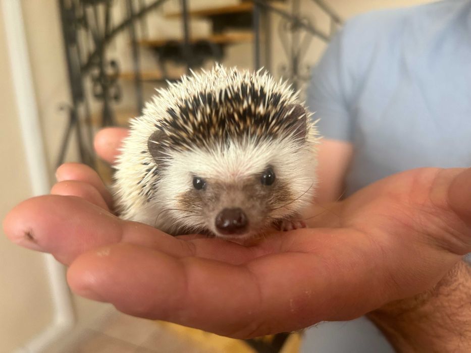 Jeż Pigmejski - młode jeżyki zmienią dom- transport po całej Polsce