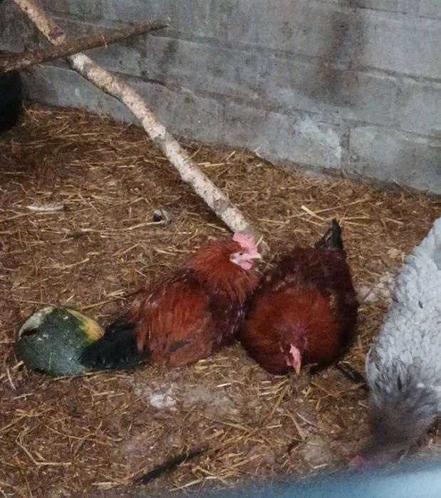 Sprzedam 2 koguty rosy czerwone