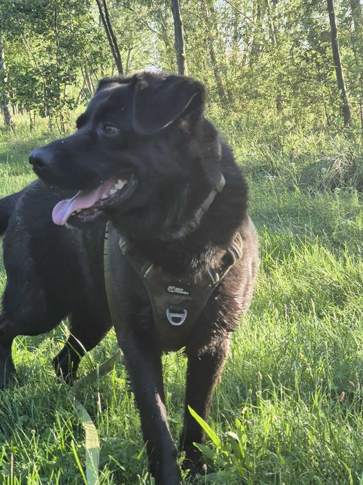 Duży samiec, czarny, spokojny, młody, 3lata