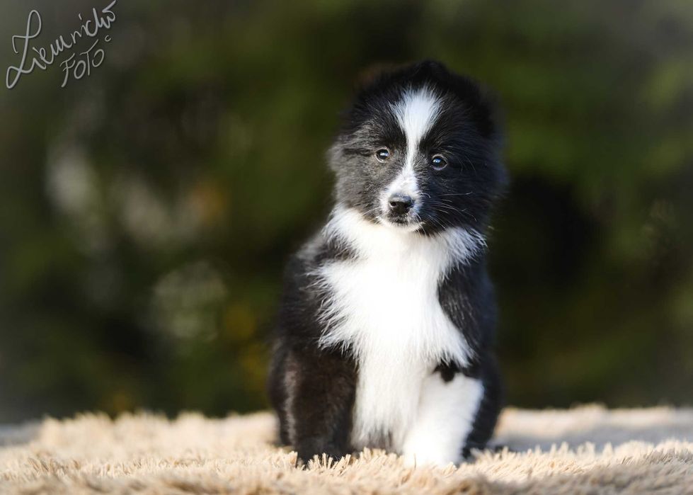 Owczarek Szetlandzki Sheltie - Bi Black Sport