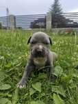 Amstaff Staffordshire Terrier piesek błękitny