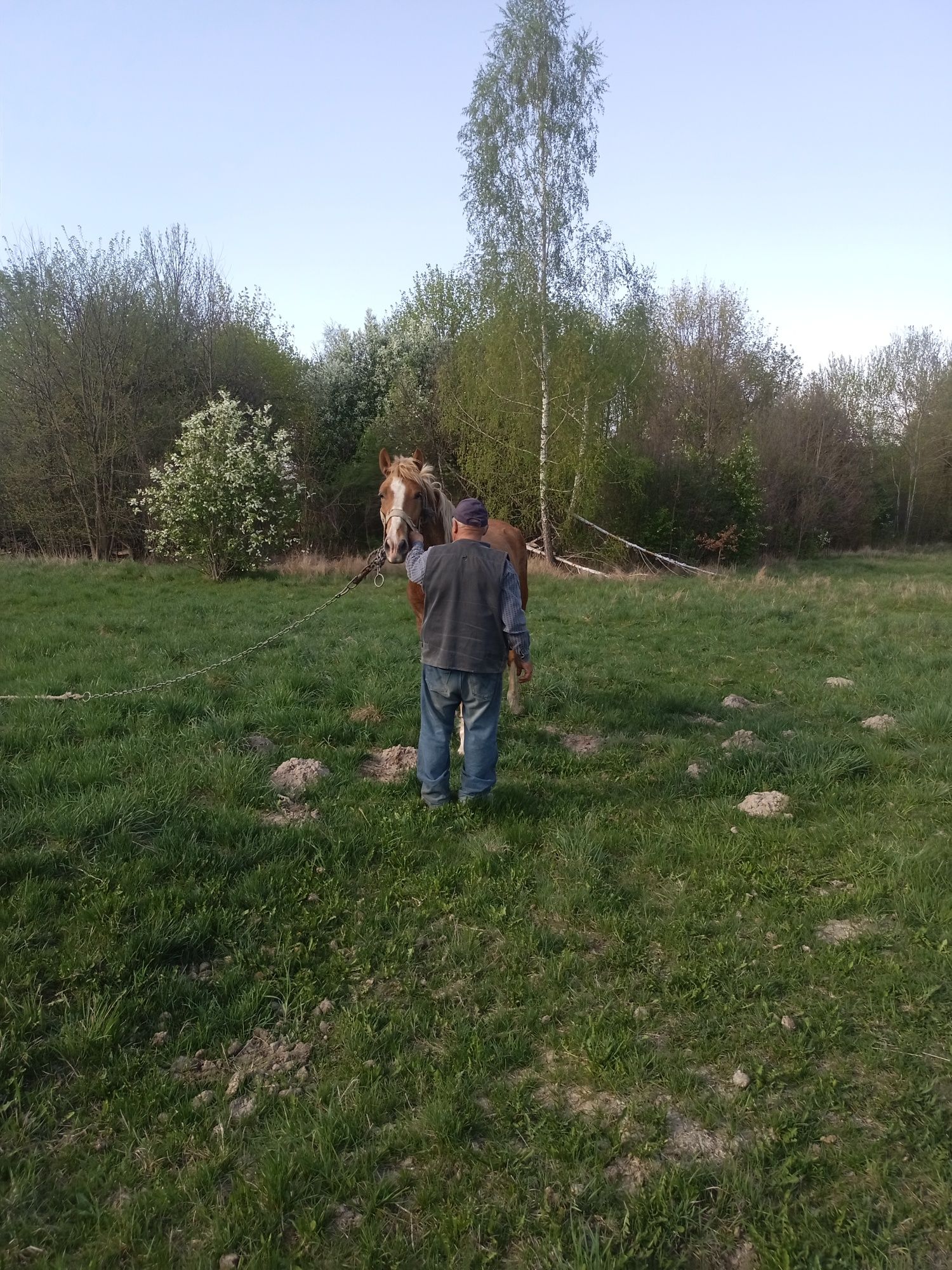 Молодий кінь 4роки