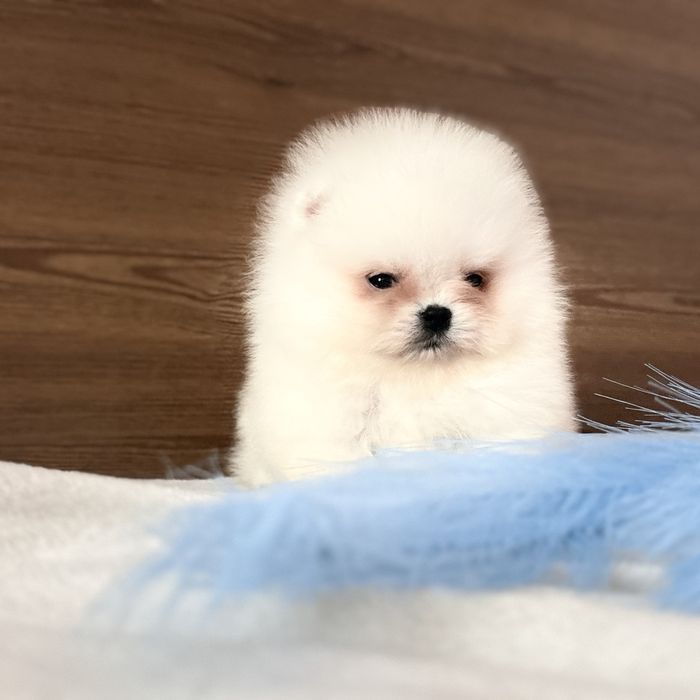 Міні хлопчик шоу классу