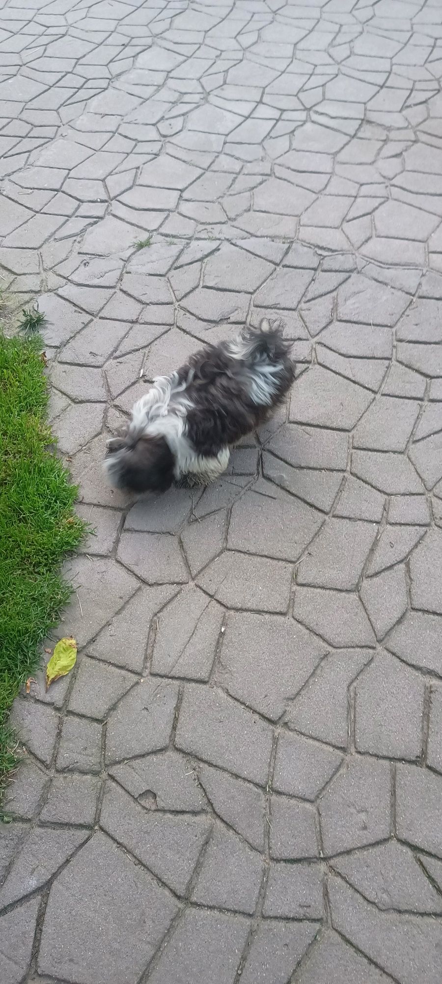 Mal shi, komplet szczepień ( shih tzu, maltańczyk)