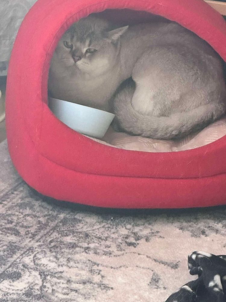 Kocur brytyjczyk point bialo lekko brazowy