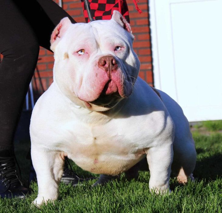 American Bully Pocket  ABKC wnuk Kimbo!