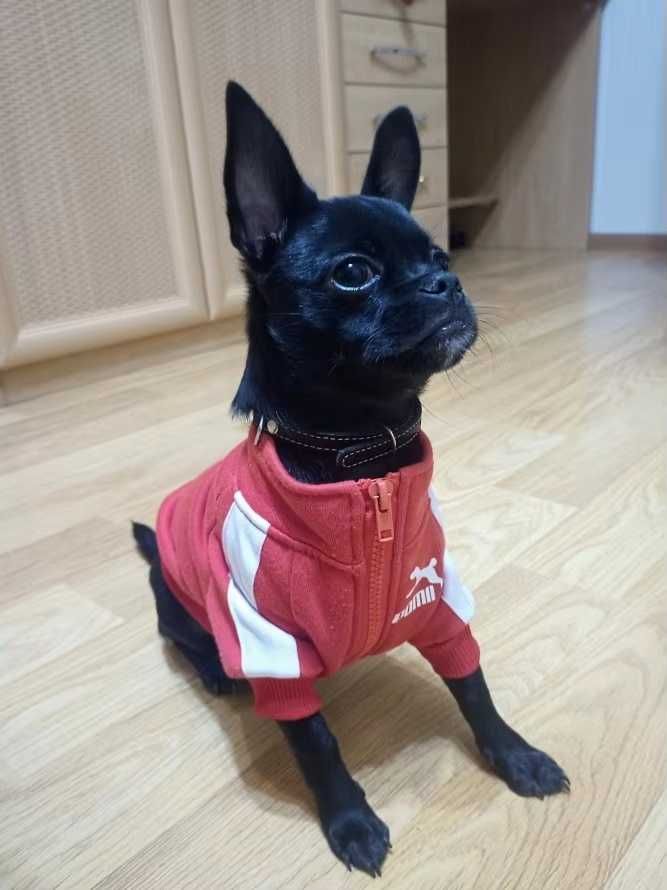 Bluza dresowa na zamek CZERWONA dla psa kota UBRANKO UBRANIE na zimę