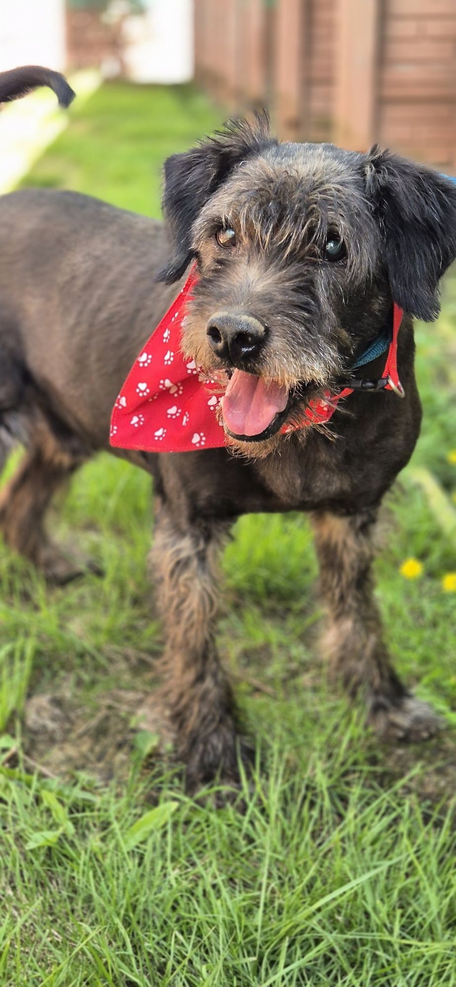 Piesek okolo 9 lat