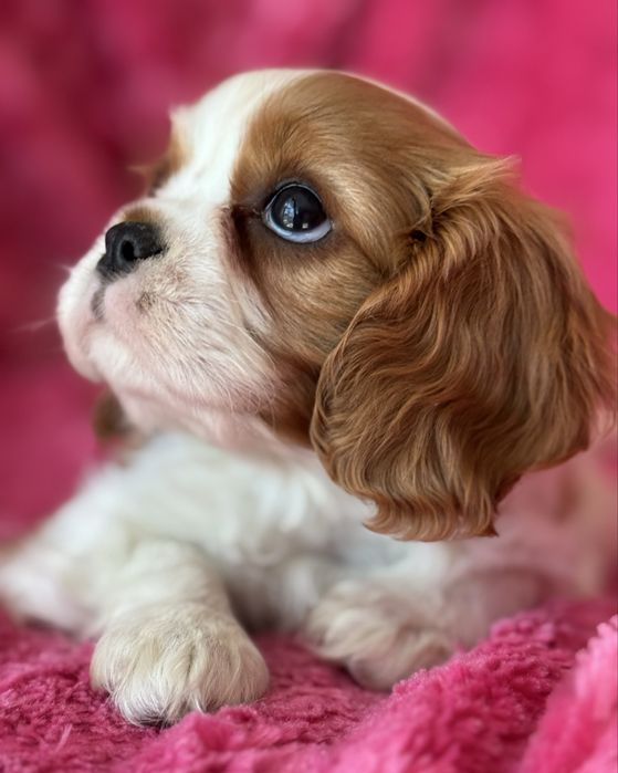 Sunia - Cavalier  King Charles Spaniel