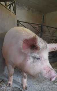 Продам свиню живої ваги ,  на домашніх кормах 100 грн. кг.