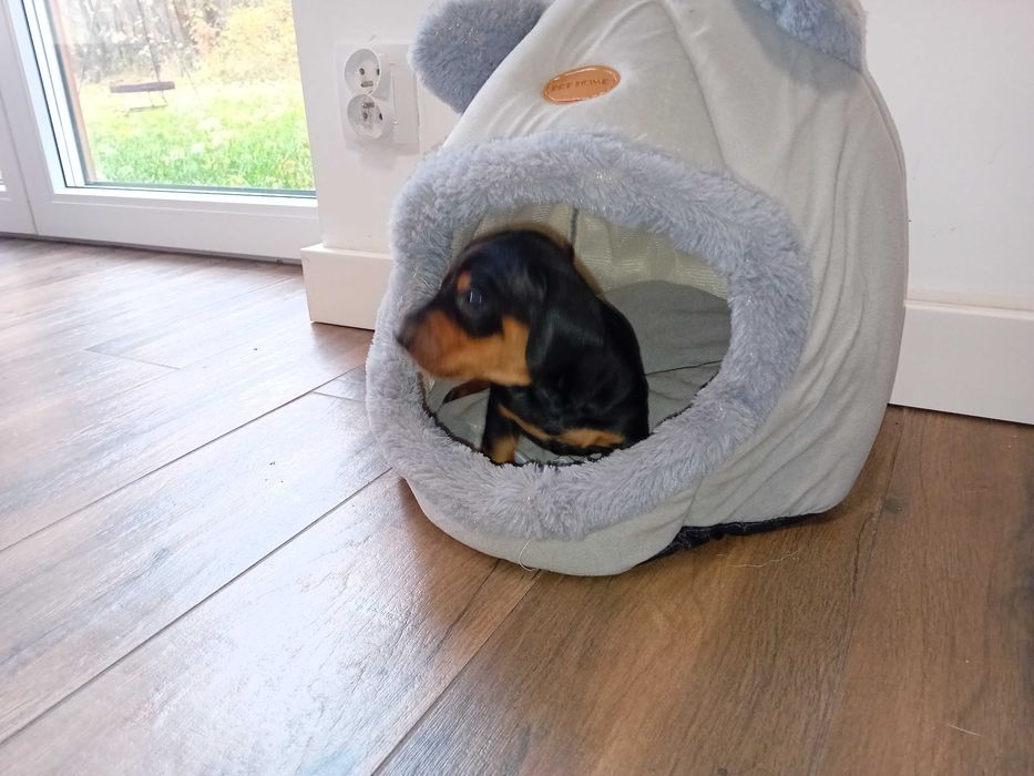 Jamnik krótkowłosy standardowy- piesek metryka, chip