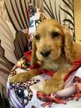 Piesek cocker spaniel angielski (KC)
