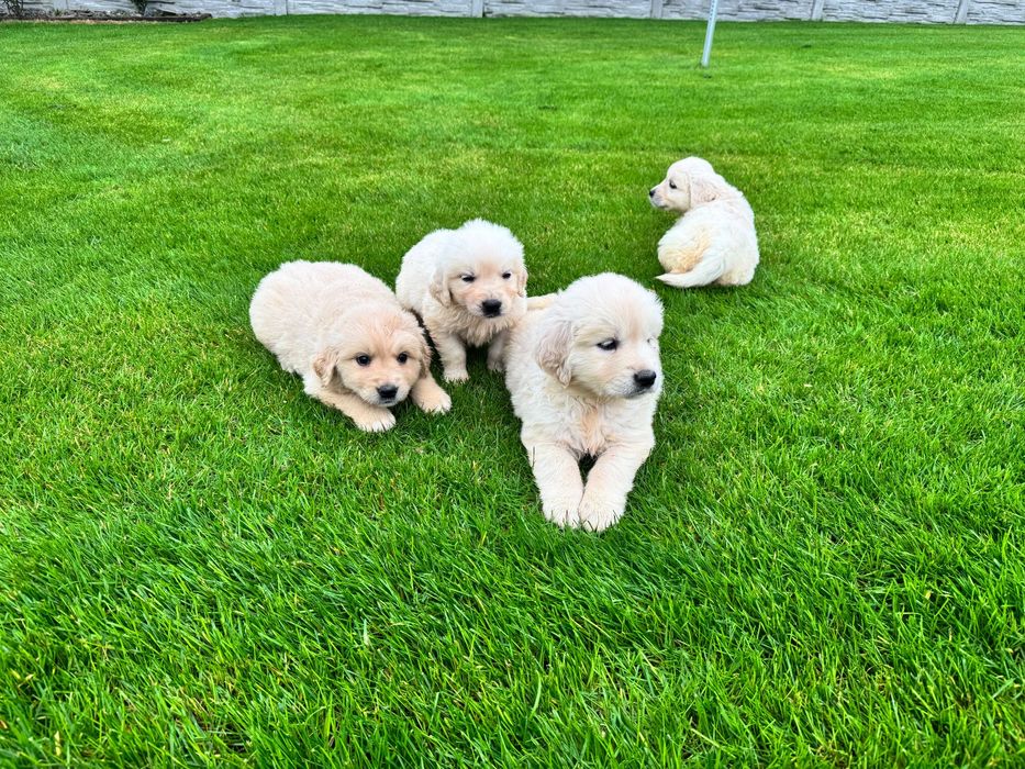 Golden retriever