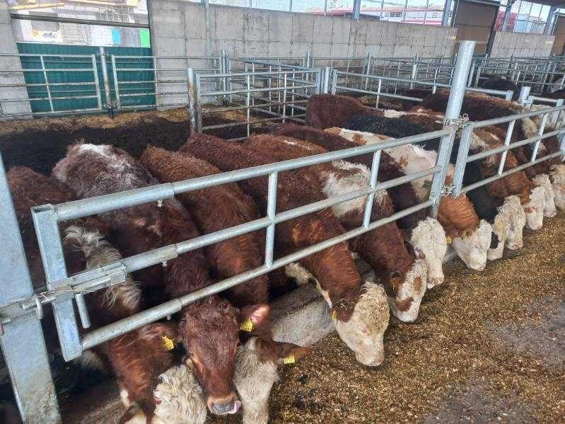 Odsadki, byki mięsne, angus, hereford