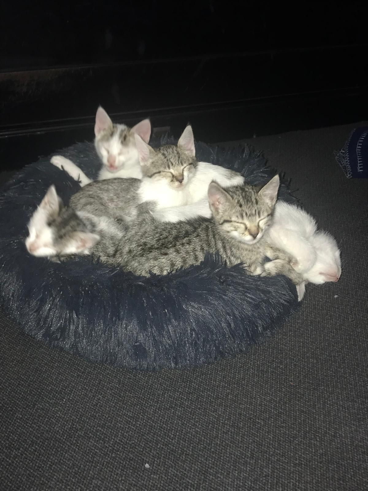 Gatinho malhado com 2 meses em Valongo