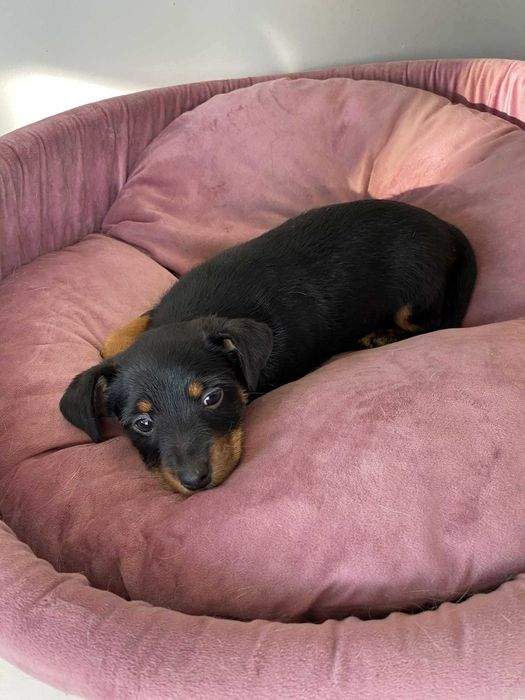 DORA pies szczeniak suczka adopcja schronisko