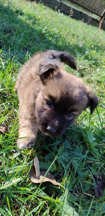 Malusieńkie puchatki szczeniaczki.