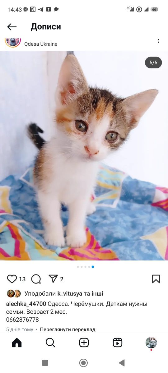 Котята бесплатно