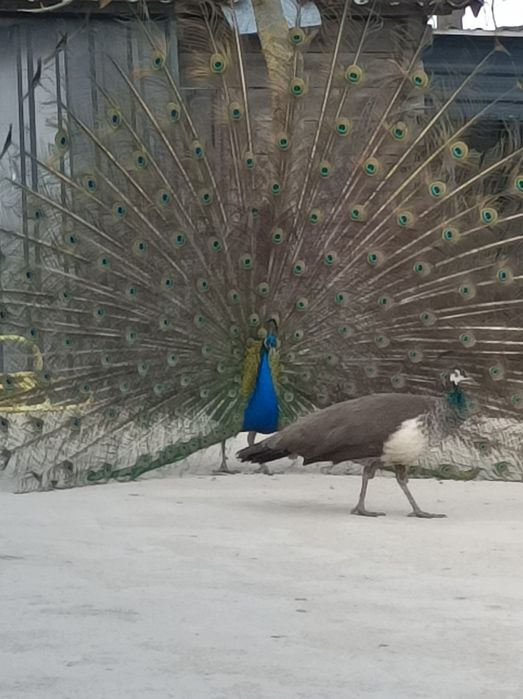 Pawie dorosłe sprzedam