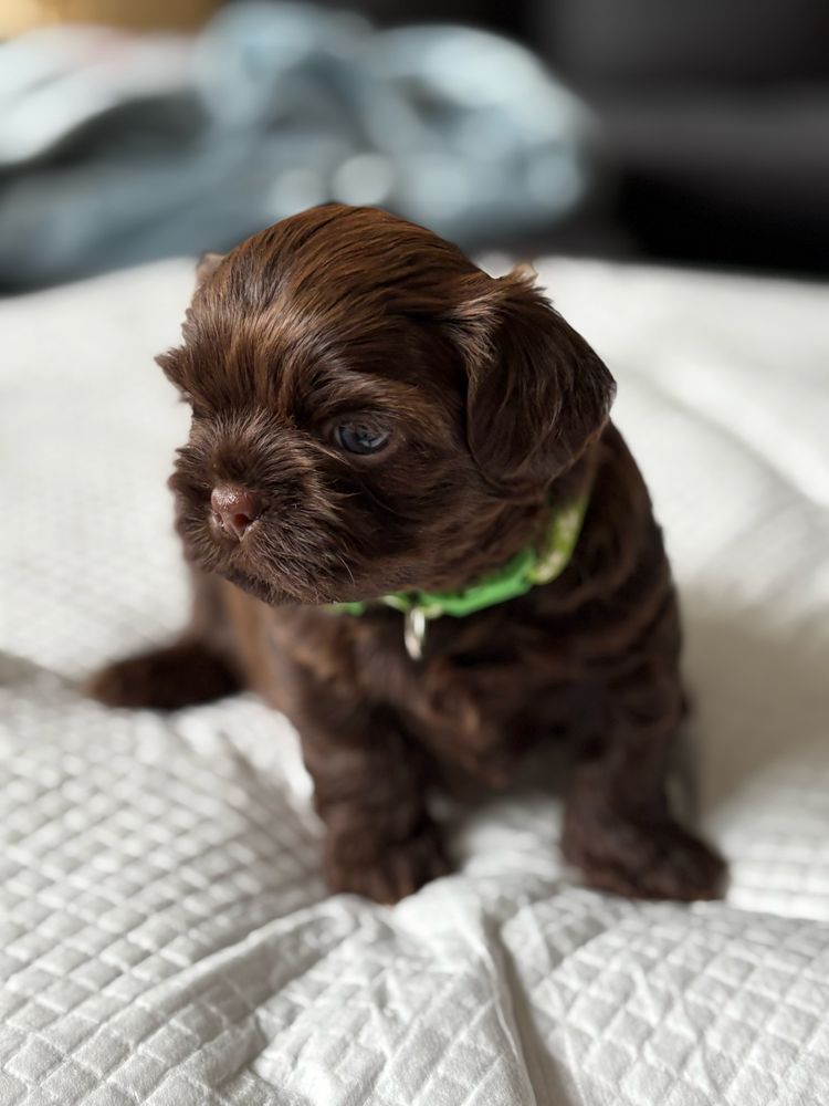 Shih tzu czekoladowy samiec Gimi z rodowodem FCE