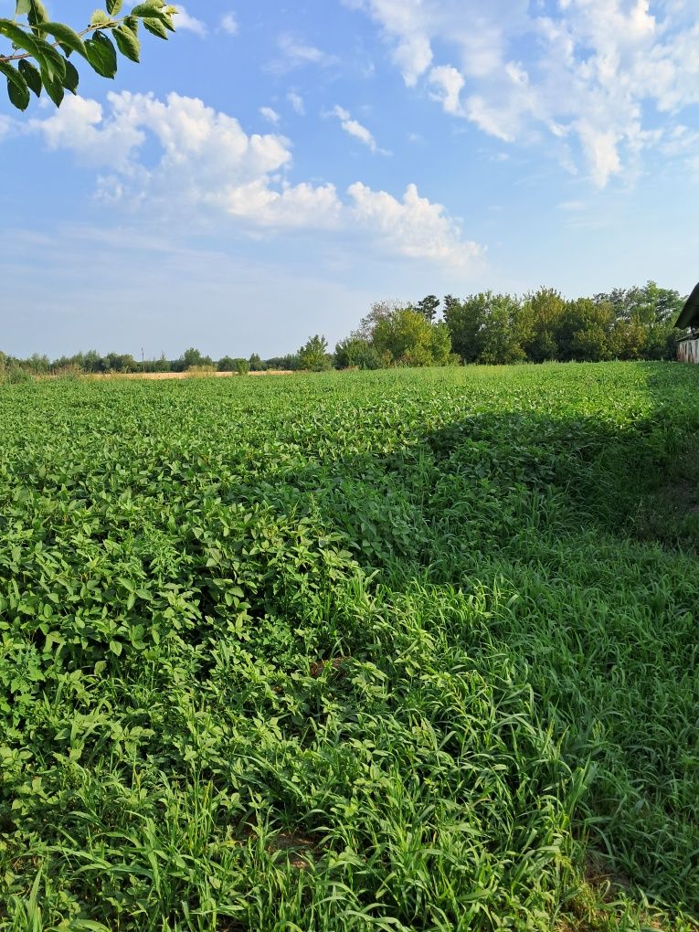 Продаж Сільгосп.будівлі Свинарник