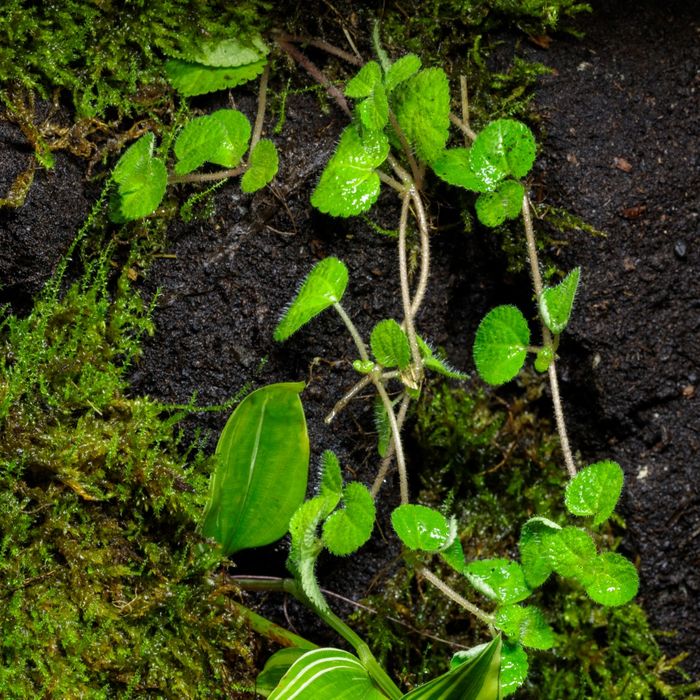 Terrarium tropikalne 40x40x60