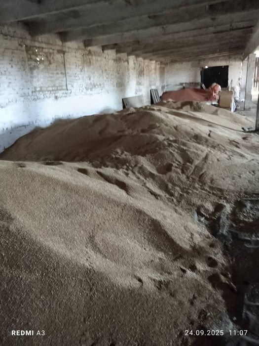 Продам пшиницу 4 клас хороше качество