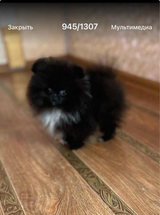 Мини мальчик шпиц