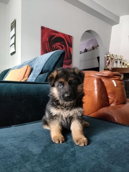 Owczarek niemiecki suczka szczeniak