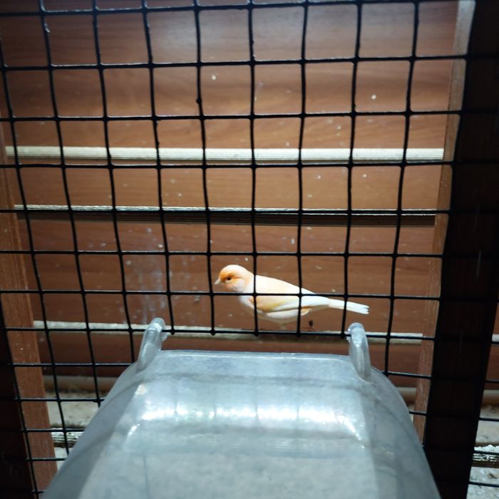 Kanarek ,kanarki,sprzedam