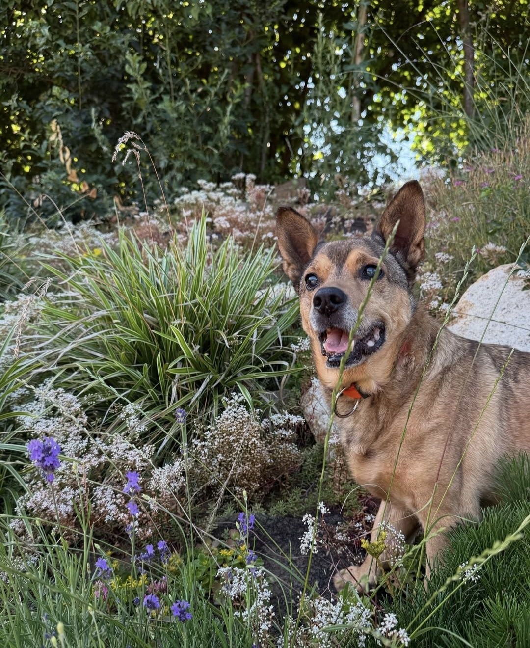 Mały senior do adopcji