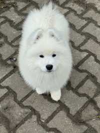 Samoyed - pies - samiec - ZkwP - Fci Juz Do Odbioru OSTATNI :)