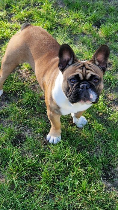 Buldog francuski - suczka szczenię